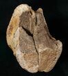 Large Edmontosaurus Caudal Vertebrae - Montana #15269-3